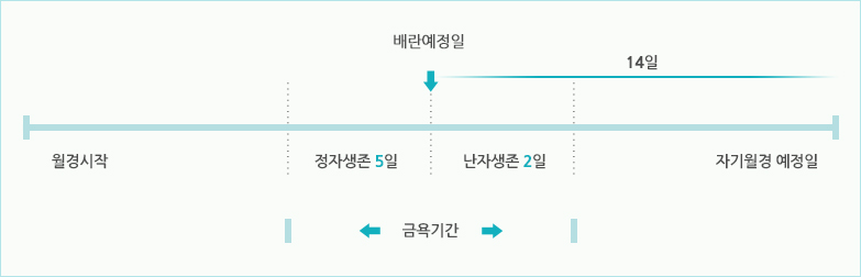 월경주기